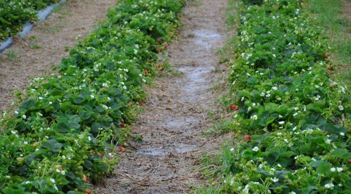 Włosi liczą straty spowodowane przez pogodę