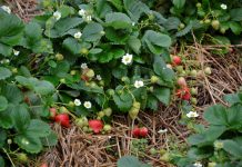 Truskawki powtarzające owocowanie w pełni sezonu