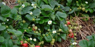 Truskawki powtarzające owocowanie w pełni sezonu