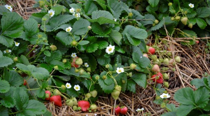 Truskawki powtarzające owocowanie w pełni sezonu