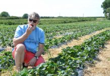 Nietypowe rozwiązania nawożenia i ochrony truskawki