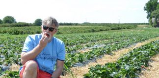 Nietypowe rozwiązania nawożenia i ochrony truskawki