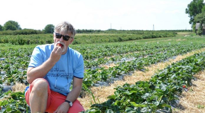 Nietypowe rozwiązania nawożenia i ochrony truskawki