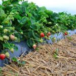 plantacja odmiany Harmony uprawianej na północy wielkopolski