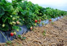 Popularne odmiany truskawek i sadzonki doniczkowane