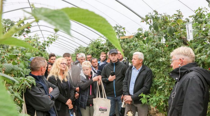 Malinowe Factory wskazuje na kierunki w uprawie malin