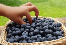 Nie ma zdrowej diety bez owoców i warzyw