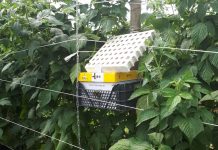 Biologia w nowoczesnej uprawie malin