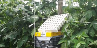 Biologia w nowoczesnej uprawie malin