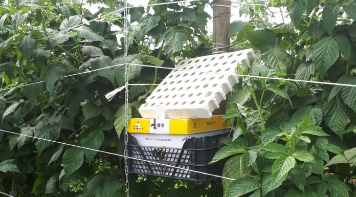 Biologia w nowoczesnej uprawie malin