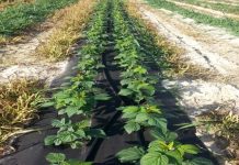 Praktyczne wykorzystanie agrowłóknin Pegas Agro w projekcie Malinowe Factory