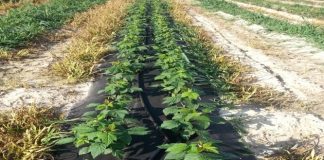 Praktyczne wykorzystanie agrowłóknin Pegas Agro w projekcie Malinowe Factory