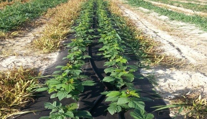 Praktyczne wykorzystanie agrowłóknin Pegas Agro w projekcie Malinowe Factory