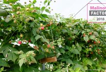 Czy da się jeszcze zarobić na uprawie malin?