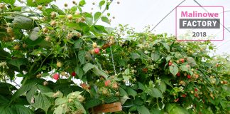Czy da się jeszcze zarobić na uprawie malin?
