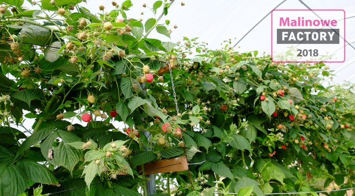 Czy da się jeszcze zarobić na uprawie malin?