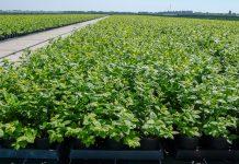 Czy nadchodzi era nowych odmian borówki wysokiej?