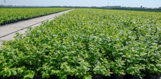 Czy nadchodzi era nowych odmian borówki wysokiej?