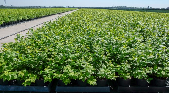 Czy nadchodzi era nowych odmian borówki wysokiej?