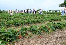 Letnie Warsztaty Truskawkowe – zaproszenie (4 sierpnia, Czerwińsk nad Wisłą)