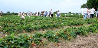Letnie Warsztaty Truskawkowe – zaproszenie (4 sierpnia, Czerwińsk nad Wisłą)