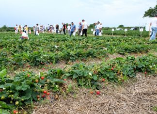 Letnie Warsztaty Truskawkowe – zaproszenie (4 sierpnia, Czerwińsk nad Wisłą)