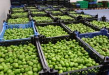 Zbiory aktinidii 2018 rozpoczęto