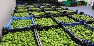 Zbiory aktinidii 2018 rozpoczęto