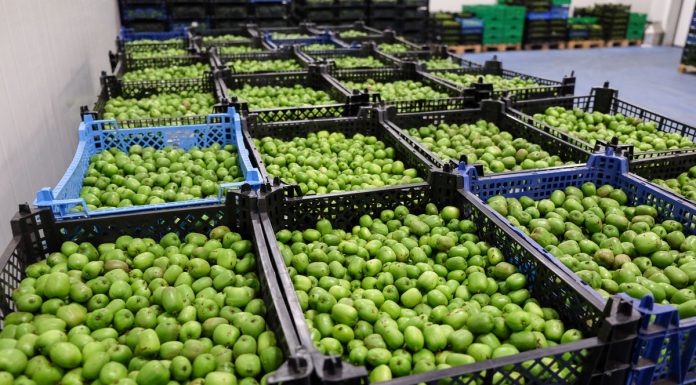 Zbiory aktinidii 2018 rozpoczęto