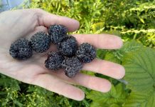 Nowe klony maliny czarnej