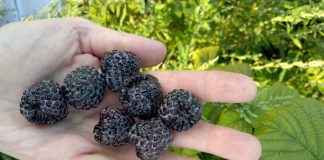 Nowe klony maliny czarnej