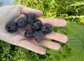 Nowe klony maliny czarnej