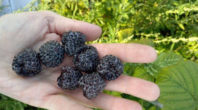 Nowe klony maliny czarnej