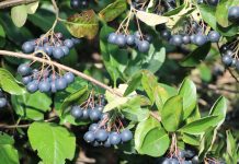 Aronia – wspaniały owoc