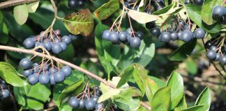 Aronia – wspaniały owoc