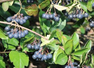 Aronia – wspaniały owoc