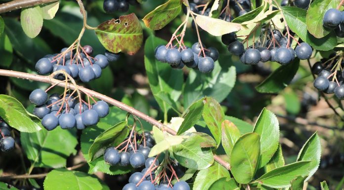 Aronia – wspaniały owoc