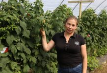 Ochrona malin pod osłonami i w uprawach polowych