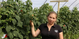 Ochrona malin pod osłonami i w uprawach polowych