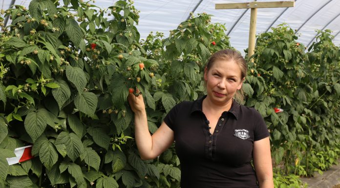 Ochrona malin pod osłonami i w uprawach polowych