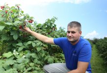 Nawożenie malin jesiennych