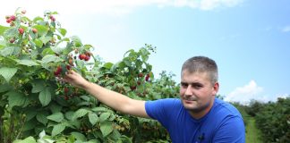 Nawożenie malin jesiennych