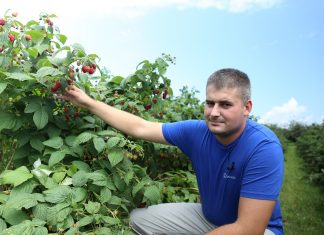 Nawożenie malin jesiennych