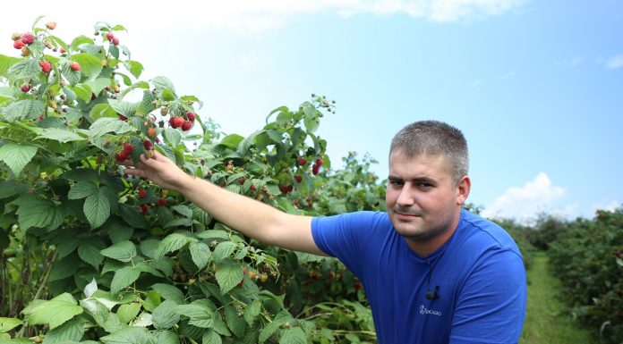 Nawożenie malin jesiennych