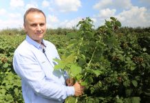 Kwasy humusowe i mikroelementy w uprawie malin