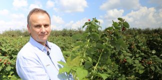 Kwasy humusowe i mikroelementy w uprawie malin