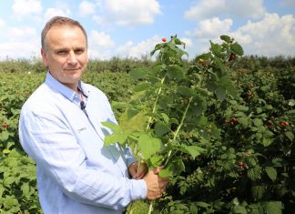 Kwasy humusowe i mikroelementy w uprawie malin