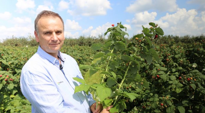 Kwasy humusowe i mikroelementy w uprawie malin