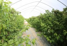 Praktycznie o nawożeniu malin na podwójny zbiór