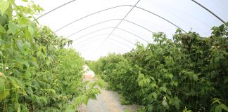 Praktycznie o nawożeniu malin na podwójny zbiór